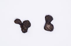 Vit värld-Minimalist för snögrässlätt A royaltyfri bild Vit värld-Minimalist för snögrässlätt A royaltyfri bild