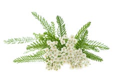 vit yarrow arkivfoto vit yarrow arkivfoto
