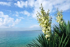 Vita blommor av palmliljagloriosaen framme av den härliga turkoshavslagun arkivbild Vita blommor av palmliljagloriosaen framme av den härliga turkoshavslagun arkivbild