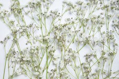 Vita blommor för blandning och gräsplansidor arkivfoton Vita blommor för blandning och gräsplansidor arkivfoton