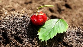 Vita dell'insetto delle formiche degli operai e del formicaio primo piano della bacca della fragola Vita dell'insetto delle formiche degli operai e del formicaio primo piano della bacca della fragola