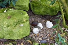 Vita della pernice nel giardino Le pernici camminano sull'erba fra la natura I piccoli uccelli della pernice fanno un nido per gl fotografie stock libere da diritti Vita della pernice nel giardino Le pernici camminano sull'erba fra la natura I piccoli uccelli della pernice fanno un nido per gl fotografie stock libere da diritti