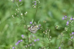 Vita fjärilar suger färgrik blommaextrakt i trädgården i morgonen arkivfoto Vita fjärilar suger färgrik blommaextrakt i trädgården i morgonen arkivfoto
