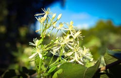Vita miniatyrHoneysuckle Weed arkivfoton Vita miniatyrHoneysuckle Weed arkivfoton