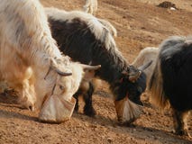 Vita och svarta yaks fotografering för bildbyråer Vita och svarta yaks fotografering för bildbyråer