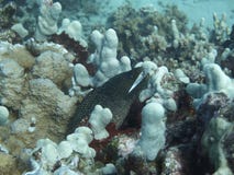 Vita prack Moray Eel arkivfoto Vita prack Moray Eel arkivfoto