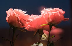 Vita rosor med knoppar på en bakgrund av en grön buske Bush av vita rosor blommar i bakgrunden av en blått royaltyfri foto Vita rosor med knoppar på en bakgrund av en grön buske Bush av vita rosor blommar i bakgrunden av en blått royaltyfri foto