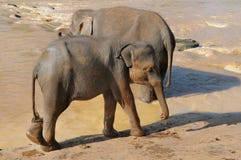 Vitela do elefante foto de stock Vitela do elefante foto de stock