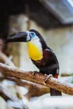 Vitellinu Ramphastos Toucan, όμορφο ζωηρόχρωμο πουλί, που κάθεται στο δέντρο στοκ εικόνες Vitellinu Ramphastos Toucan, όμορφο ζωηρόχρωμο πουλί, που κάθεται στο δέντρο στοκ εικόνες