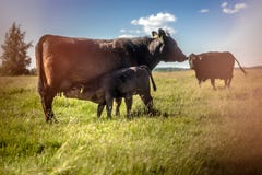 Vitello di angus del nero di Yong che succhia latte su erba nel giorno soleggiato fotografie stock Vitello di angus del nero di Yong che succhia latte su erba nel giorno soleggiato fotografie stock