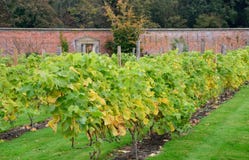 Viti che crescono nel giardino murato inglese immagini stock libere da diritti Viti che crescono nel giardino murato inglese immagini stock libere da diritti