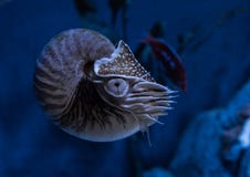 Vive o fim do pompilius do nautilus do nautilus à temperatura ambiente acima em um aquário foto de stock Vive o fim do pompilius do nautilus do nautilus à temperatura ambiente acima em um aquário foto de stock