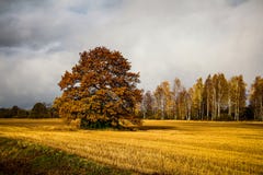 Vivid Autumn Landscape With Golden Field Stock Photography Vivid Autumn Landscape With Golden Field Stock Photography