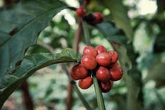 vivid red robusta coffee cherries on the tree branch before the harvest royalty free stock images vivid red robusta coffee cherries on the tree branch before the harvest royalty free stock images
