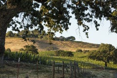 Viñedo de Santa Ynez durante primavera en la puesta del sol Imagen de archivo Viñedo de Santa Ynez durante primavera en la puesta del sol Imagen de archivo