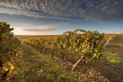 Viñedos del otoño en el fondo del cielo azul imágenes de archivo libres de regalías Viñedos del otoño en el fondo del cielo azul imágenes de archivo libres de regalías