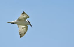 vlieg de met bakkebaarden van de vogelstern hierboven in naadloos, wolkenloos blauw s stock foto vlieg de met bakkebaarden van de vogelstern hierboven in naadloos, wolkenloos blauw s stock foto