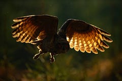 Vliegend Europees-Aziatisch Eagle Owl met open vleugels in boshabitat, foto met achterlicht, de scène van de vogelactie in de bos stock foto's Vliegend Europees-Aziatisch Eagle Owl met open vleugels in boshabitat, foto met achterlicht, de scène van de vogelactie in de bos stock foto's