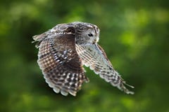 Vliegend Europees-Aziatisch Tawny Owl, Strix-aluco, met aardig groen vaag bos op de achtergrond De scène van het actiewild van de royalty-vrije stock fotografie Vliegend Europees-Aziatisch Tawny Owl, Strix-aluco, met aardig groen vaag bos op de achtergrond De scène van het actiewild van de royalty-vrije stock fotografie