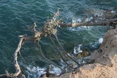 Vliegende boom over de oceaan stock afbeelding Vliegende boom over de oceaan stock afbeelding