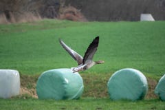 Vliegende grijze ganzen in de lente stock afbeelding Vliegende grijze ganzen in de lente stock afbeelding