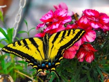 Vlinder Vlinder