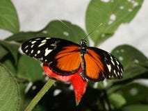Vlinder met open vleugels (Heliconius hecale) stock fotografie Vlinder met open vleugels (Heliconius hecale) stock fotografie