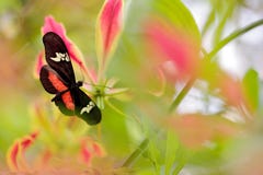 Vlinder Montane Longwing, Heliconius-clysonymus, in aardhabitat Het insect van Nice van Panama in groene bosvlindersitti stock foto's Vlinder Montane Longwing, Heliconius-clysonymus, in aardhabitat Het insect van Nice van Panama in groene bosvlindersitti stock foto's