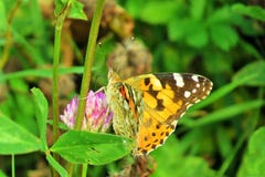 Vlinderurtikaria onder de zon royalty-vrije stock afbeelding Vlinderurtikaria onder de zon royalty-vrije stock afbeelding