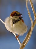 Vogel stock afbeeldingen