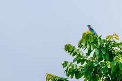 Vogel bij het zitten op boomtak stock fotografie Vogel bij het zitten op boomtak stock fotografie