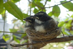 vogel stock fotografie vogel stock fotografie