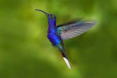 Vogel in der Fliege Fliegen-Kolibri Szene der Aktionswild lebenden tiere von der Natur Kolibri von Costa Rica im tropischen Wald, stockfoto Vogel in der Fliege Fliegen-Kolibri Szene der Aktionswild lebenden tiere von der Natur Kolibri von Costa Rica im tropischen Wald, stockfoto