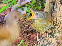 Vogel die hun welp in het nest voeden royalty-vrije stock afbeelding Vogel die hun welp in het nest voeden royalty-vrije stock afbeelding