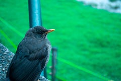 Vogel am kalten Tag die Landschaft sehend stockbilder Vogel am kalten Tag die Landschaft sehend stockbilder