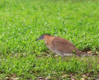 Vogel, Maleise Nachtreiger royalty-vrije stock afbeelding Vogel, Maleise Nachtreiger royalty-vrije stock afbeelding