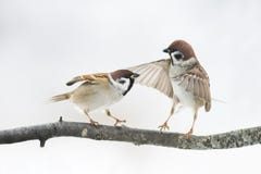 Vogel-Spatz argumentieren auf der Niederlassung, welche die Flügel flattert lizenzfreies stockbild Vogel-Spatz argumentieren auf der Niederlassung, welche die Flügel flattert lizenzfreies stockbild