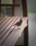 Vogelbaby auf Bank stockbild Vogelbaby auf Bank stockbild