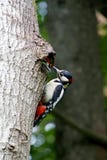 Vogelbos die het kuiken voeden De vogels in de bosspecht bij het nest het mannetje voedt het kuiken Royalty-vrije Stock Foto's Vogelbos die het kuiken voeden De vogels in de bosspecht bij het nest het mannetje voedt het kuiken Royalty-vrije Stock Foto's