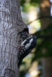 Vogelbos die het kuiken voeden Mamma en de kleine zoon woodpecker Stock Afbeeldingen Vogelbos die het kuiken voeden Mamma en de kleine zoon woodpecker Stock Afbeeldingen