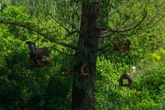 Vogelnester, die im Baum, Taubenstillstehen hängen lizenzfreie stockbilder Vogelnester, die im Baum, Taubenstillstehen hängen lizenzfreie stockbilder