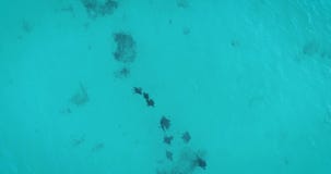 Vogelperspektive der Mantarochengruppenschwimmens nahe Praslin-Insel von Seychellen stock video Vogelperspektive der Mantarochengruppenschwimmens nahe Praslin-Insel von Seychellen stock video
