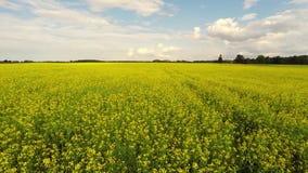 Vogelperspektive eines Canolafeldes an einem sonnigen Tag Luftgesamtlänge stock footage Vogelperspektive eines Canolafeldes an einem sonnigen Tag Luftgesamtlänge stock footage