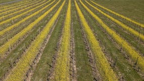 Vogelperspektive eines grünen Sommerweinbergs bei Sonnenuntergang stockbilder Vogelperspektive eines grünen Sommerweinbergs bei Sonnenuntergang stockbilder