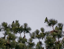 Vogels die op de takken van de pijnboomboom zitten stock fotografie Vogels die op de takken van de pijnboomboom zitten stock fotografie