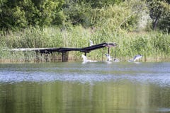 Vogels over het water stock foto Vogels over het water stock foto