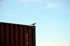 Vogelsitzpl?tze auf dem Beh?lter lizenzfreie stockfotos Vogelsitzpl?tze auf dem Beh?lter lizenzfreie stockfotos
