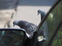 Vogeltaube auf der Haube des Autos nahe dem Spiegel lizenzfreies stockfoto Vogeltaube auf der Haube des Autos nahe dem Spiegel lizenzfreies stockfoto