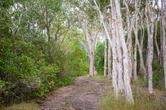Voie de marche dans Bushland Photographie stock Voie de marche dans Bushland Photographie stock