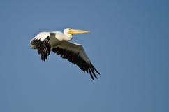 Vol américain de pélican blanc dans un ciel bleu Photo libre de droits Vol américain de pélican blanc dans un ciel bleu Photo libre de droits